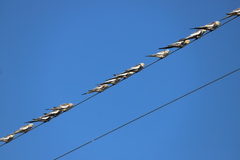 Nymphicus hollandicus