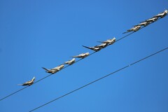 Nymphicus hollandicus