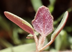 Atriplex semibaccata