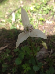 Codonorchis lessonii