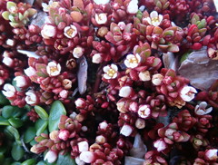 Crassula moschata