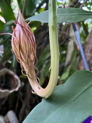 Epiphyllum