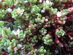 Crassula moschata