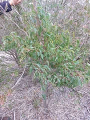 Brachychiton