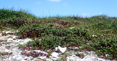 Crassula moschata