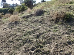 Osteospermum calendulaceum