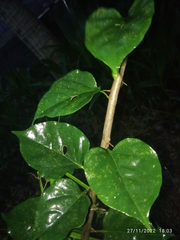 Bougainvillea glabra