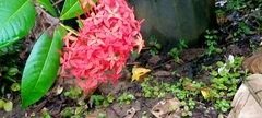 Ixora coccinea