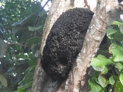 Aculeata