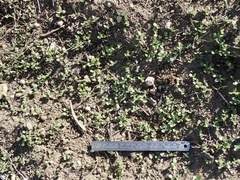 Osteospermum calendulaceum