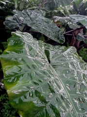 Xanthosoma robustum
