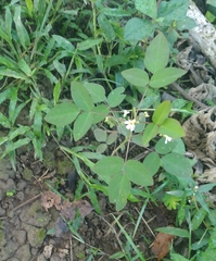 Oxalis barrelieri