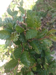 Nothofagus pumilio