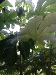 Cecropia peltata