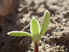 Osteospermum calendulaceum