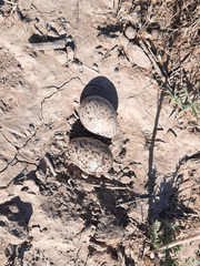 Burhinus oedicnemus harterti