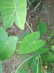 Xanthosoma