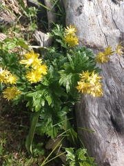 Hamadryas magellanica