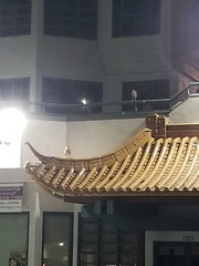 Nycticorax nycticorax