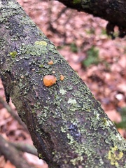 Dacrymyces stillatus