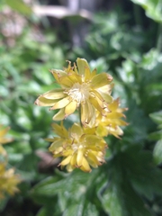 Hamadryas magellanica