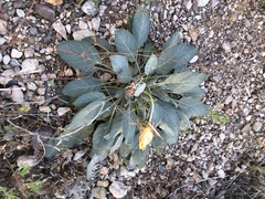 Oenothera brachycarpa