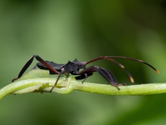 Mictis longicornis