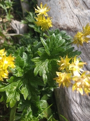 Hamadryas magellanica