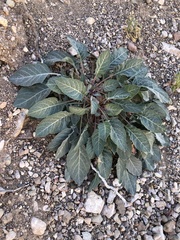 Oenothera brachycarpa