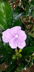 Brunfelsia