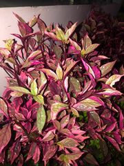 Alternanthera brasiliana