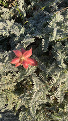 Astragalus nuttallii