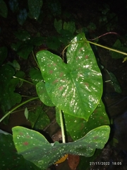 Caladium