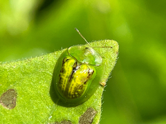 Cassida circumdata