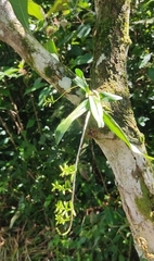 Vandoideae