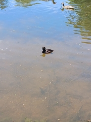 Aythya novaeseelandiae