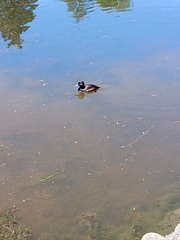 Aythya novaeseelandiae