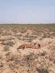 Varanus griseus caspius