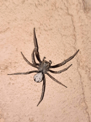 Stegodyphus lineatus