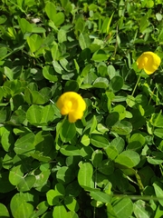 Arachis pintoi