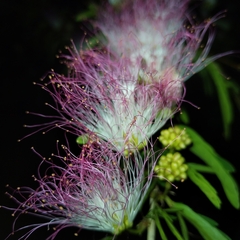 Calliandra