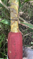 Pandanus conoideus