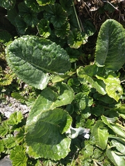 Senecio smithii