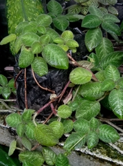 Episcia