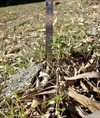 Osteospermum calendulaceum