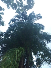 Bactris gasipaes