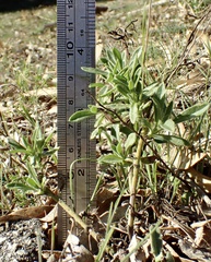 Osteospermum calendulaceum