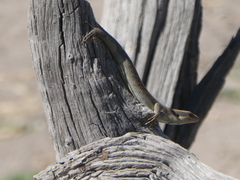 Trachylepis wahlbergii