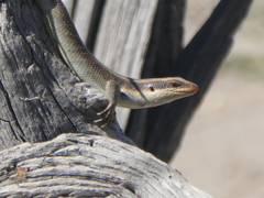 Trachylepis wahlbergii