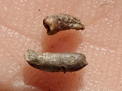 Osteospermum calendulaceum